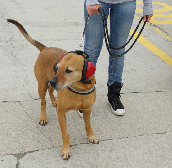 Wankelrenner am Pannonia-Ring